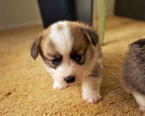 Cute pure breed welsh corgi puppies ready to go asap they are akc registered an are 12 weeks old an are equally updates on shots. Corgi Puppies 3 | Daniel Stockman | Flickr