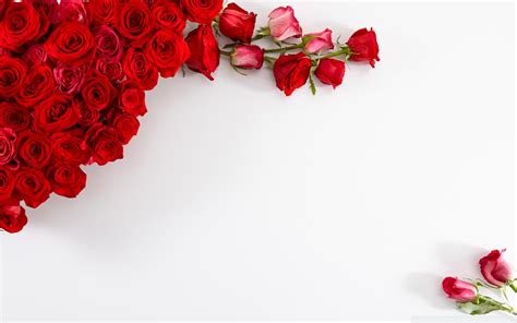 Free Download Red Rose Flowers Card And Frame Wallpapers Beautiful Hd