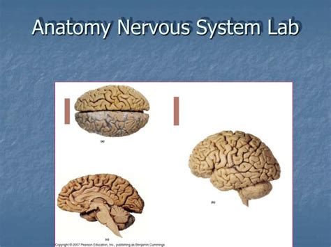 Ppt Anatomy Nervous System Lab Powerpoint Presentation Free Download