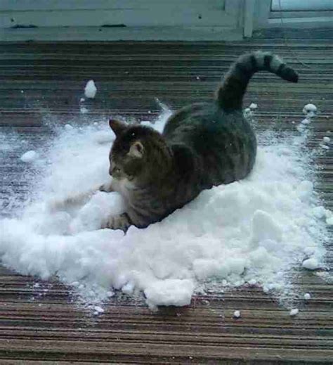 Cat Is Obsessed With Snow The Dodo