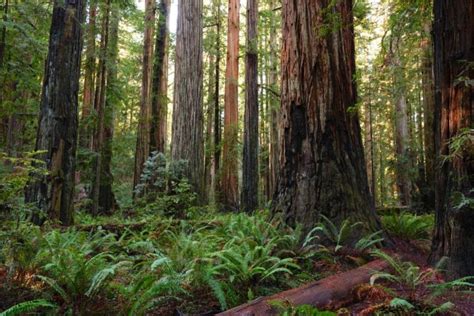 25 Amazing Things To Do At Redwood National Park In 2023