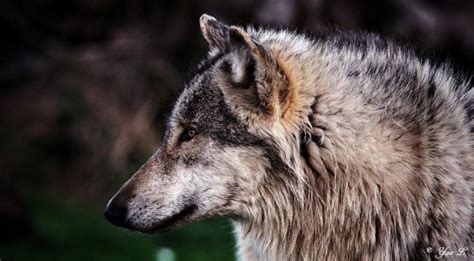 Wolf Profile By Yair Leibovich On Deviantart