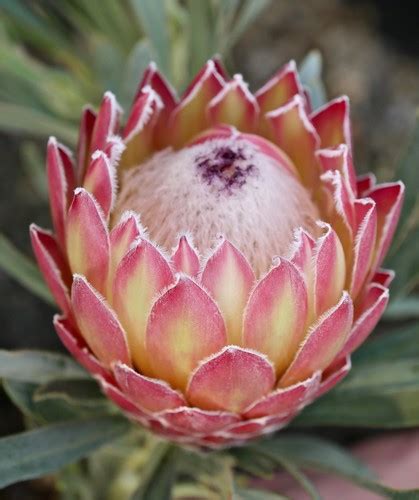 protea possum magic south africa luca qui flickr
