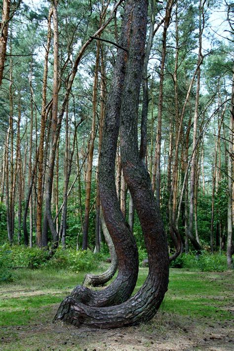 Natural Wonders Polands Crooked Forest Explorersweb