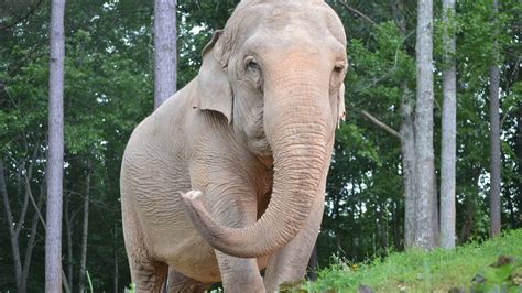 Abused Elephant Finds Sanctuary In Hohenwald Tennessee