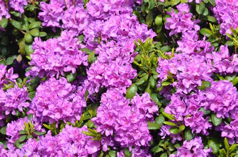 Maybe you would like to learn more about one of these? Oregon through my eyes: Oregon flowers & Rhododendron ...