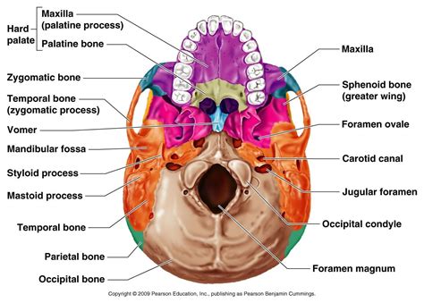 Inferior Skull Anatomy Skull Anatomy Anatomy Bones Human Anatomy