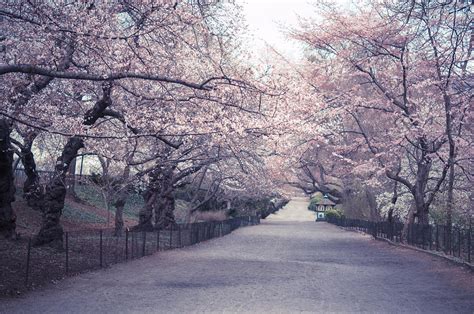 Cherry Blossom Path Central Park Springtime Photograph By Vivienne
