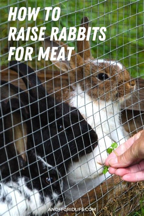 raising rabbits for meat 1 how to raise rabbits for meat 2022
