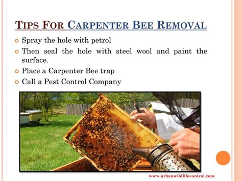 Ppt How To Get Rid Of Carpenter Bees Powerpoint Presentation Id7279453