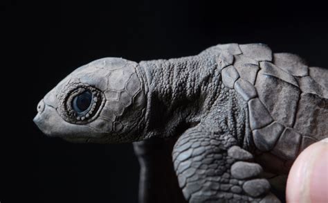 Olive Ridley Sea Turtle Hatchlings Scurry Out To Sea The Kid Should