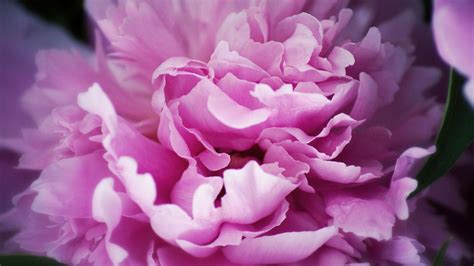 Check spelling or type a new query. Peony Flower Wallpaper - WallpaperSafari