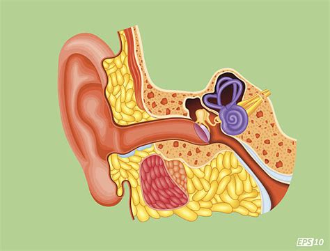 Inner Ear Illustrations Royalty Free Vector Graphics And Clip Art Istock