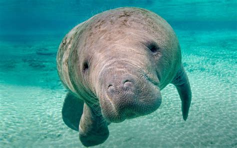 4 Manatee Hd Wallpapers Backgrounds Wallpaper Abyss
