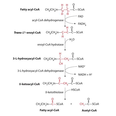 206 Stage Ii Of Lipid Catabolism The Basics Of General Organic And