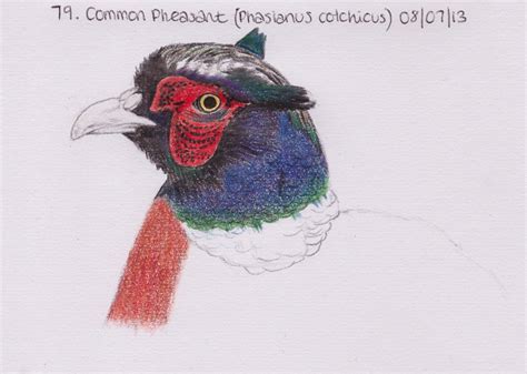 Learndrawbird 79 Common Pheasant Phasianus Colchicus