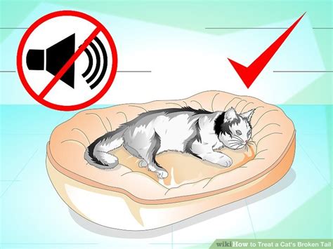 How To Treat A Cats Broken Tail 9 Steps With Pictures