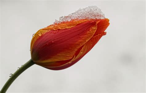 Wallpaper Flower Snow Tulip Images For Desktop Section цветы Download