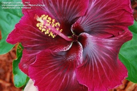 Plantfiles Pictures Tropical Hibiscus Cajun Hibiscus Black Dragon