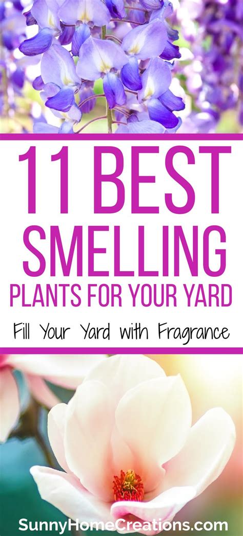 11 Best Smelling Plants For Your Yard Most Fragrant Plants In 2021