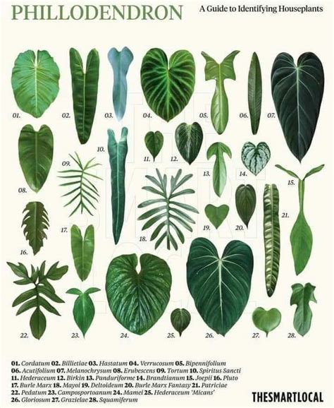 Identify Plant By Leaf Online