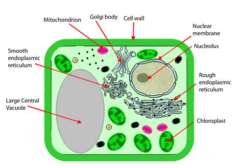 39 Plant Cell Diagram Biology Png Free Diagram Templates