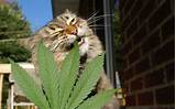 Cat Marijuana Pictures