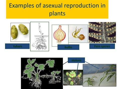 Powerpoint Asexual Reproduction In Plants
