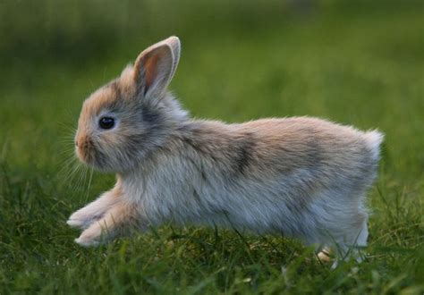 Did You Know That Bunnies Are Still Used In Harmful