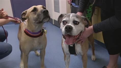 Doggy Donors Save Lives At Canine Blood Bank Youtube
