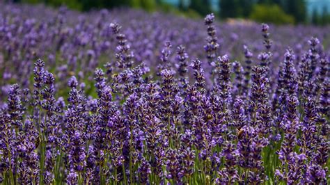 Download Wallpaper 3840x2160 Lavender Flowers Plants Field Purple