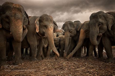 A Group Of Sri Lankan Elephants Protecting The Young From Intrepid