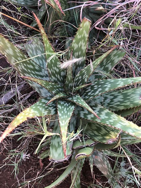 Aloe Greatheadii Spotted Aloe World Of Succulents