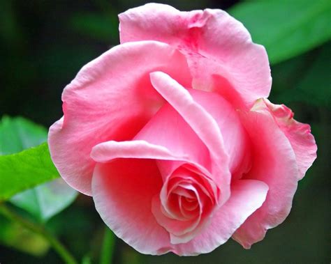 10 Sementes De Rosas Rosa Mto Raras Exóticas E Lindas R 700 Em