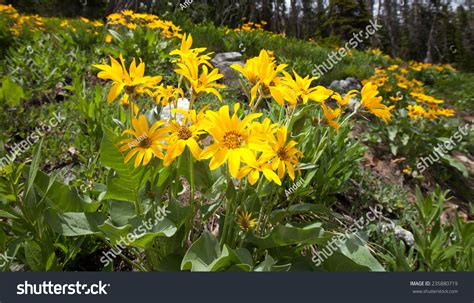 Yellow Mountain Flowers Stock Photo 235880719 Shutterstock