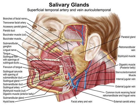 Anatomy Of Human Salivary Glands With Labels — Stock Photo 174716276