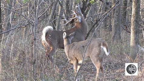 Accouplement Du Cerf De Virginiewhite Tailed Deer Mating Youtube