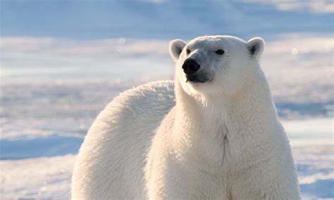 Polar Bear Photos Wwf