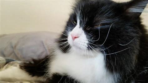 Maybe you would like to learn more about one of these? *SHE'S BAKING AGAIN* Norwegian Forest Cat making Biscuits ...