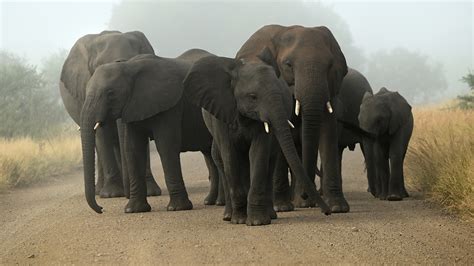 Photo Elephant Cubs Animals 2560x1440
