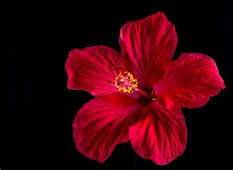 Hd Images Of Hibiscus Flower Eveliza Tumisma