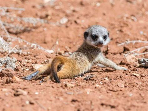 African Meerkat Kenya Safaris Tanzania Safaris 202021