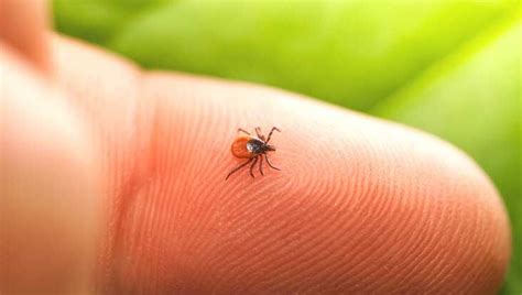 How Do You Know If A Ticks Head Is Still In Your Dog