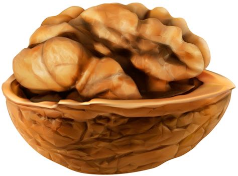 We did not find results for: Open Walnut PNG Clip Art Image | Gallery Yopriceville ...