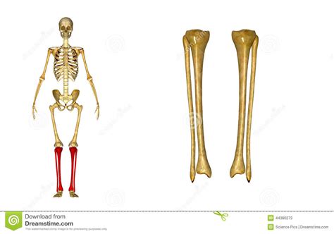 Fibula And Tibia Stock Photo Image 44380273