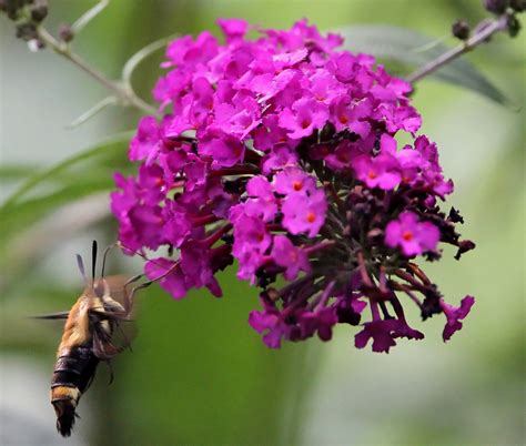 Garys Outdoor Wanderings2 Clear Wing Moth Aka Hummingbird Moth