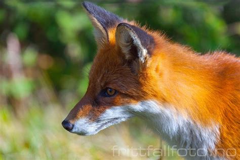 Red Fox By Vidar Moløkken On 500px Fox Red Fox Hunting