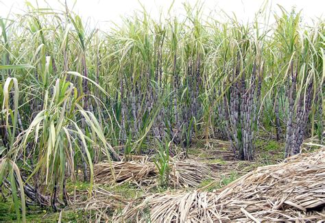 Sugarcane Planting Harvesting And Processing Britannica