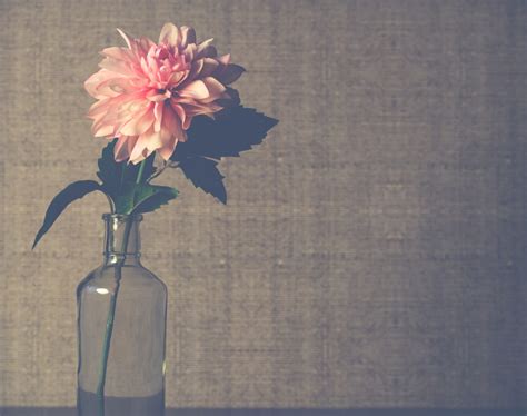 Free Images Background Wallpaper Pink Vase Vintage Old Flora