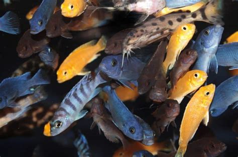 Types Of Cichlids That Can Live Together Fish Tank Master